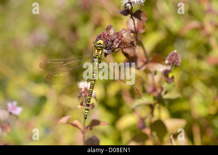 Le sud de Hawker Dragonfly (Aeshna) cycnea femme reposant sur la végétation aquatique, Oxfordshire, Angleterre, septembre Banque D'Images