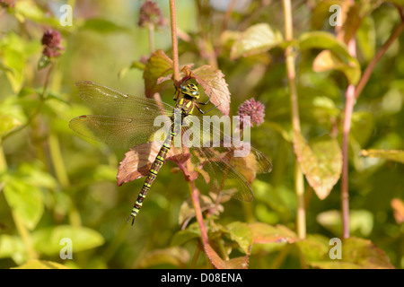 Le sud de Hawker Dragonfly (Aeshna) cycnea femme reposant sur watermint plante, Oxfordshire, Angleterre, septembre Banque D'Images