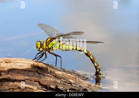 Le sud de Hawker Dragonfly (Aeshna cycnea) femelle en ponte dans le bois pourri, Oxfordshire, Septembre Banque D'Images