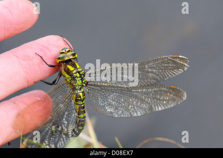 Le sud de Hawker Dragonfly (Aeshna) cycnea femme reposant sur son doigt, Oxfordshire, Angleterre, septembre Banque D'Images