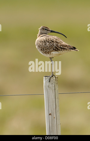 Courlis corlieu (Numenius phaeopus) adulte perché sur piquet, l'Islande, juin Banque D'Images