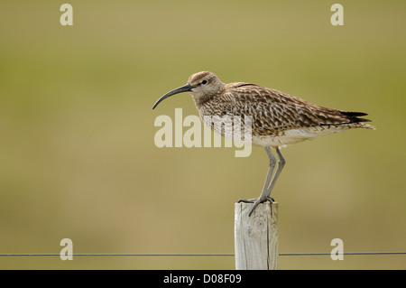 Courlis corlieu (Numenius phaeopus) adulte perché sur piquet, l'Islande, juin Banque D'Images