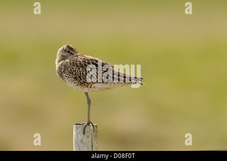 Courlis corlieu (Numenius phaeopus) adulte se percher sur le poteau de clôture, l'Islande, juin Banque D'Images