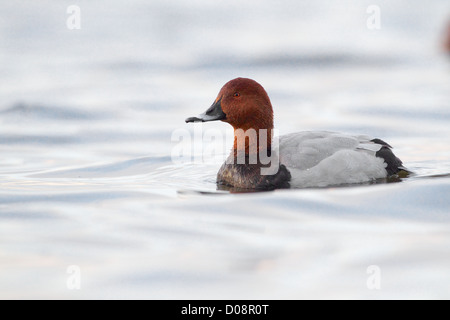 Nette rousse mâle à WWT Welney Banque D'Images