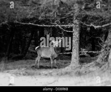 Red Deer stag peu après l'ornière erre dans les highlands écossais , cette photographie en noir et blanc a un vintage. Banque D'Images