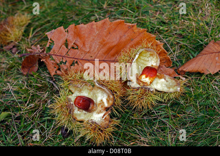 CASTANEA SATIVA. Les écrous et les spathes de châtaigne à l'automne. Banque D'Images