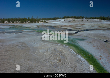 Lavabo en porcelaine, Geyser Pinwheel, Norris Geyser Basin, Parc National de Yellowstone, Wyoming, USA Banque D'Images