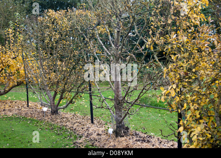 Fan apple qualifiés arbre qui pousse dans un jardin de campagne Banque D'Images