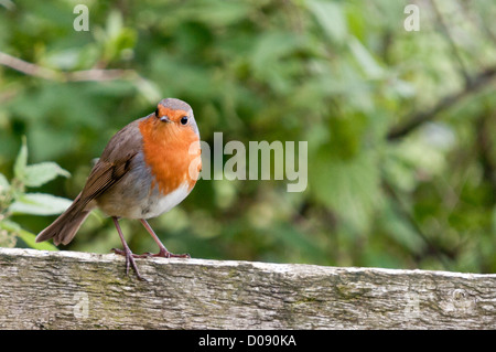 Robin européen, Erithacus rubecula aux abords, assis sur la clôture de jardin Banque D'Images