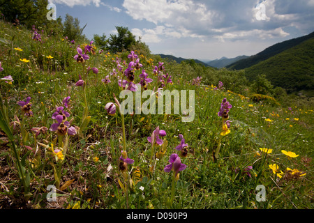Les orchidées de la tenthrède (Ophrys tenthredinifera) dans les pâturages calcaires dans les Picos de Europa, l'Espagne, Europe Banque D'Images