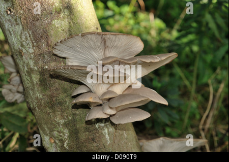 Pleurotes cultivées (Pleurotus ostreatus) croissant sur un journal de hêtre Banque D'Images