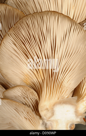 Pleurotes cultivées (Pleurotus ostreatus) branchies de plafonds entrent à partir d'un log de hêtre Banque D'Images
