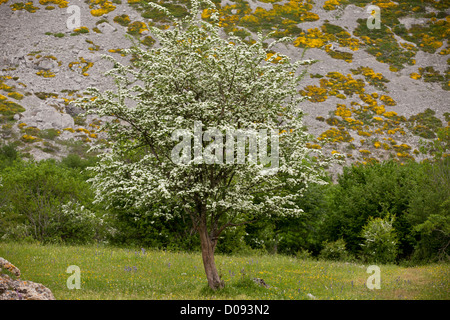 Bush l'Aubépine commune (Crataegus monogyna) en fleur, Fuente De, Picos de Europa, l'Espagne, l'Europe Banque D'Images