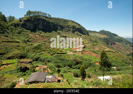 Théiers sur les pentes des montagnes de Nuwara Eliya, Sri Lanka Banque D'Images