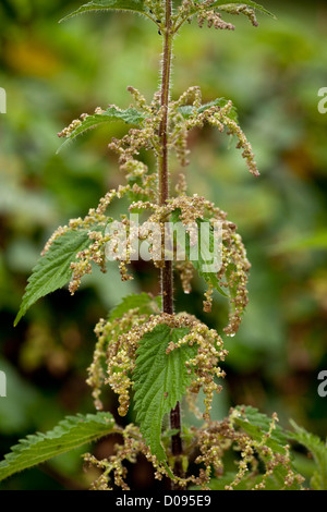 L'ortie (Urtica dioica) dans la région de Flower, close-up Banque D'Images