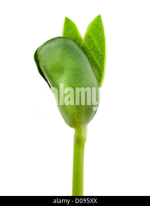 Petite usine de soya sur un fond blanc Banque D'Images