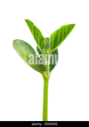 Petite usine de soya sur un fond blanc Banque D'Images