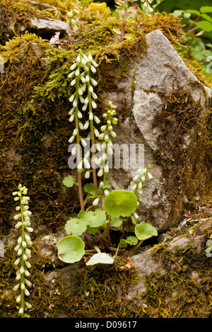 Navelwort (ombilic rupestris) sur vieux mur Banque D'Images