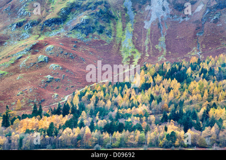 Mélèzes d'automne et les pentes de Catbells surprise de voir dans Ashness Woods près de Grange Cumbria England Banque D'Images