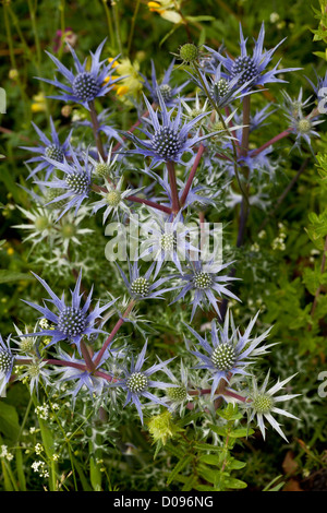 (Eryngium bourgatii Eryngo pyrénéenne) en fleur, close-up, Picos de Europa, l'Espagne, Europe Banque D'Images