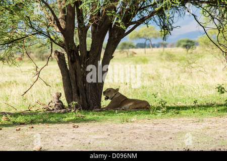 Femme africaine lion, Tarangire National Park, Tanzania, Africa Banque D'Images