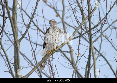 Des profils Autour des palombes (Accipiter gentilis), Europe Banque D'Images