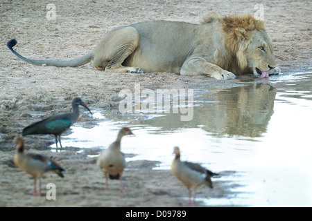 L'Afrique de l'homme lion Panthera leo potable Mikumi dans Game Reserve . Le sud de la Tanzanie. Banque D'Images