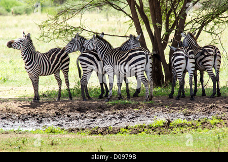 Zebra, Tarangire National Park, Tanzania, Africa Banque D'Images