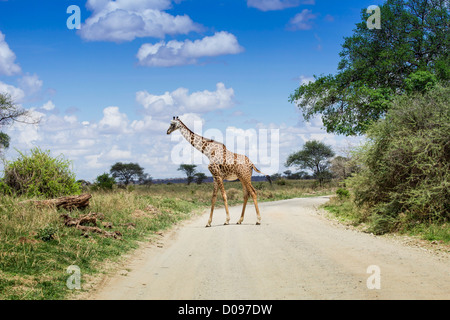 Girafe Tarangire National Park, Tanzania, Africa Banque D'Images