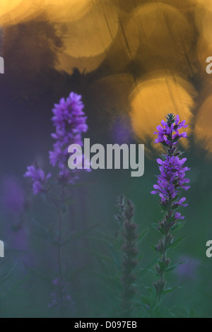 Dans la salicaire (Lythrum salicaria) fleur dans le pré. L'Europe Banque D'Images