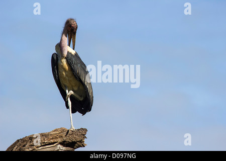Marabou Stork, Serengeti National Park, Tanzania, Africa Banque D'Images
