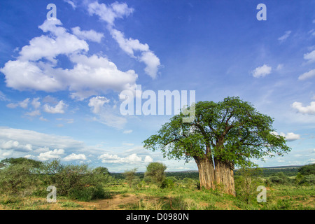 Parc national de Tarangire. Afrique Tanzanie Banque D'Images