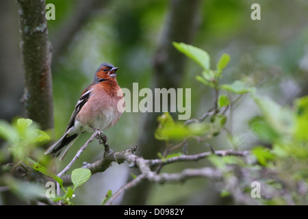 (Fringilla coelebs Chaffinch mâle) au chant au printemps. L'Europe Banque D'Images