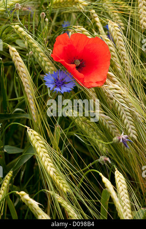 Coquelicots (Papaver rhoeas) et de bleuet (Centaurea cyanus) in wheatfield, close-up Banque D'Images