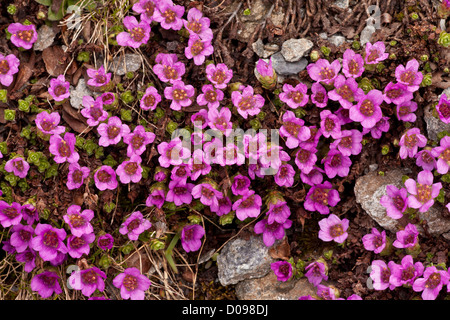 Saxifrage à feuilles opposées (Saxifraga oppositifolia) en fleurs à haute altitude, au début du printemps. Banque D'Images