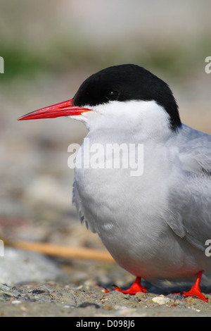 Portrait de la Sterne arctique (Sterna paradisaea), Europe Banque D'Images