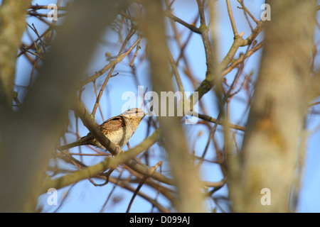 Torcol fourmilier (Jynx torquilla), Europe Banque D'Images