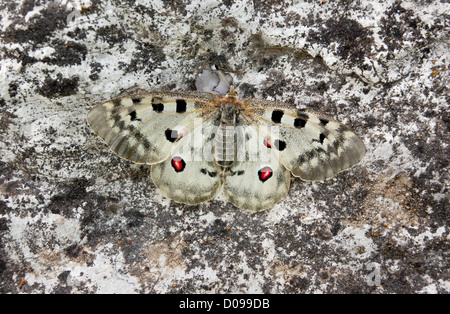 Papillon Apollon (Parnassius apollo) close-up, se sont installés sur des rochers, Alpes Maritimes, France, Europe Banque D'Images