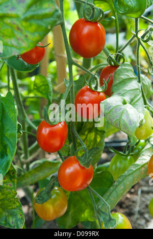 Sweet Cherry tomates type d'olive (Solanum lycopersicum) sur la maturation de la vigne. Banque D'Images