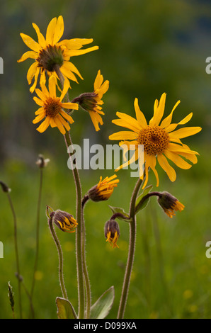 Alpine Arnica (Arnica montana), close-up, en fleurs, en Roumanie, en Europe. Plante médicinale. Banque D'Images