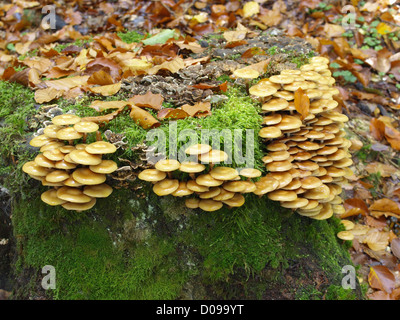 Woodtuft / Kuehneromyces mutabilis gainé Gemeine / Stockschwämmchen Banque D'Images