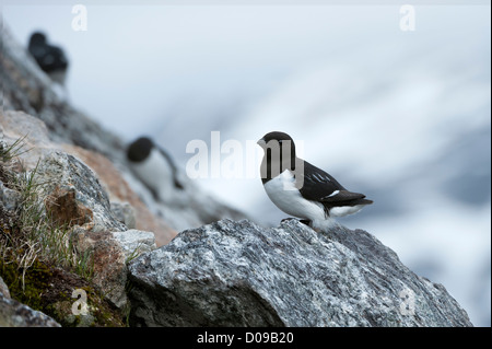 Mergule nain (Alle alle), archipel du Svalbard, Norvège Banque D'Images