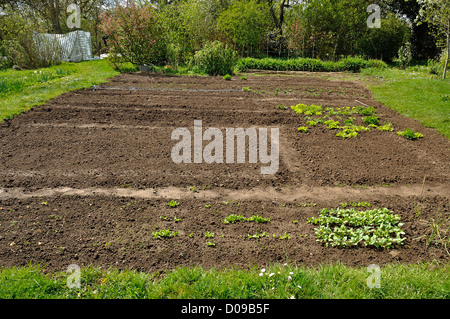 Potager en avril, creusé la terre, préparé pour les semis et la plantation de différentes. Banque D'Images