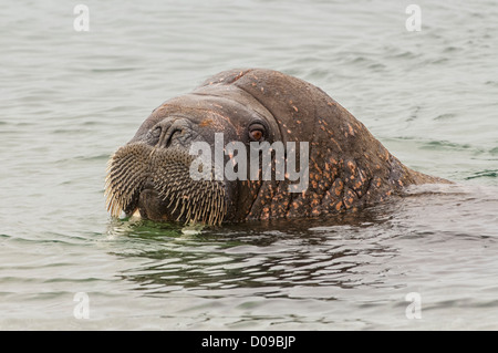 Le morse (Odobenus rosmarus), Torellneset, île de l'archipel de Svalbard, Norvège Banque D'Images