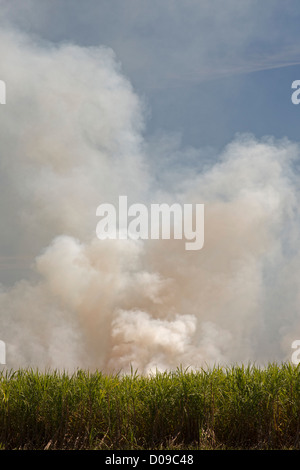 Franklin, Louisiane - champs de canne à sucre sont brûlés au moment de la récolte dans le sud de la Louisiane. Banque D'Images