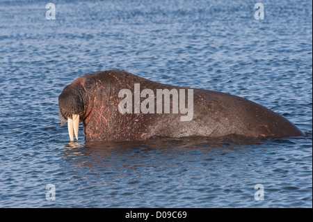 Le morse (Odobenus rosmarus), Prins Karls Forland, archipel du Svalbard, Norvège Banque D'Images