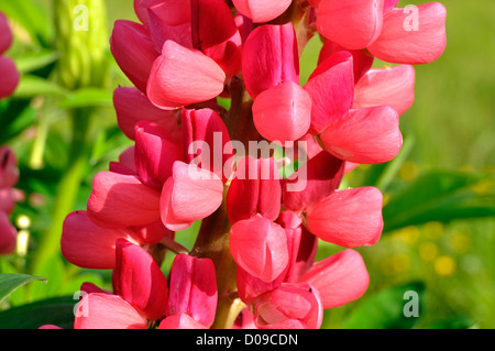 Lupin en fleur dans un jardin (Lupinus polyphyllus, Russell hybride), en mai. Banque D'Images