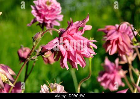 Columbine en fleur dans un jardin (Aquilegia caerulea), en mai, des plantes vivaces. Banque D'Images