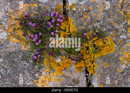 Le thym sauvage (Thymus polytrichus ssp. britannicus) sur du calcaire à Berry Head, Devon, England, UK Banque D'Images