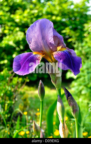 Fleur d'iris (iris germanica) Barbata-Elatior hybride, en fleurs, en mai, dans un jardin. Banque D'Images